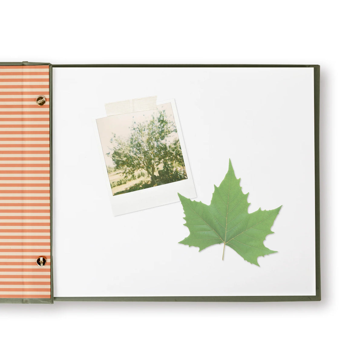 Fringe Studio Forage Maple Scrapbook Album